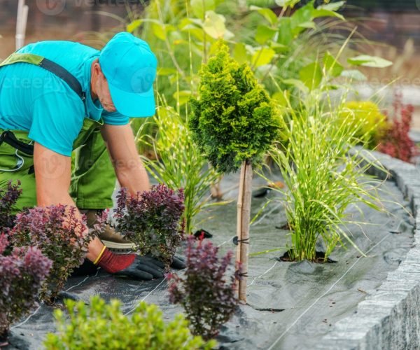 professional-garden-landscape-maintenance-services-photo